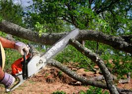 How Our Tree Care Process Works  in  Legend Lake, WI