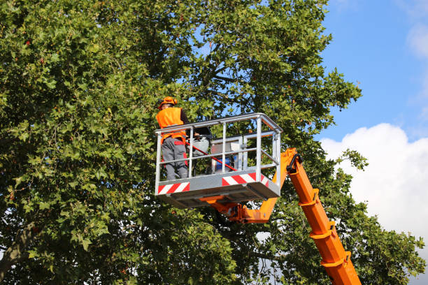 Best Tree Trimming and Pruning  in Legend Lake, WI