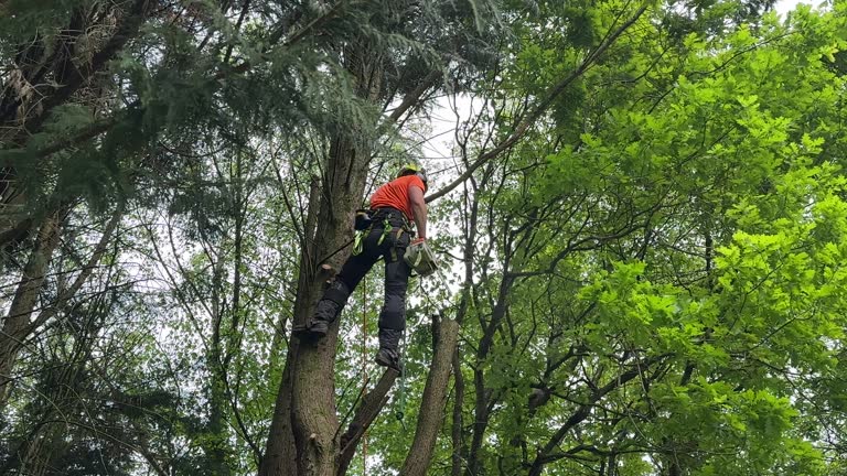 Best Commercial Tree Services  in Legend Lake, WI