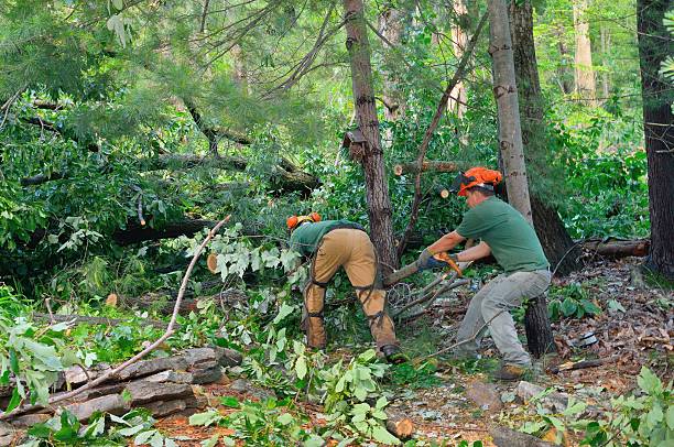 Lawn Watering Services in Legend Lake, WI