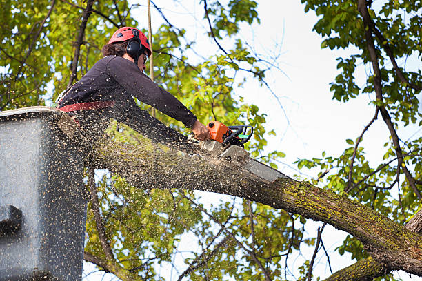 Best Organic Lawn Care Solutions  in Legend Lake, WI